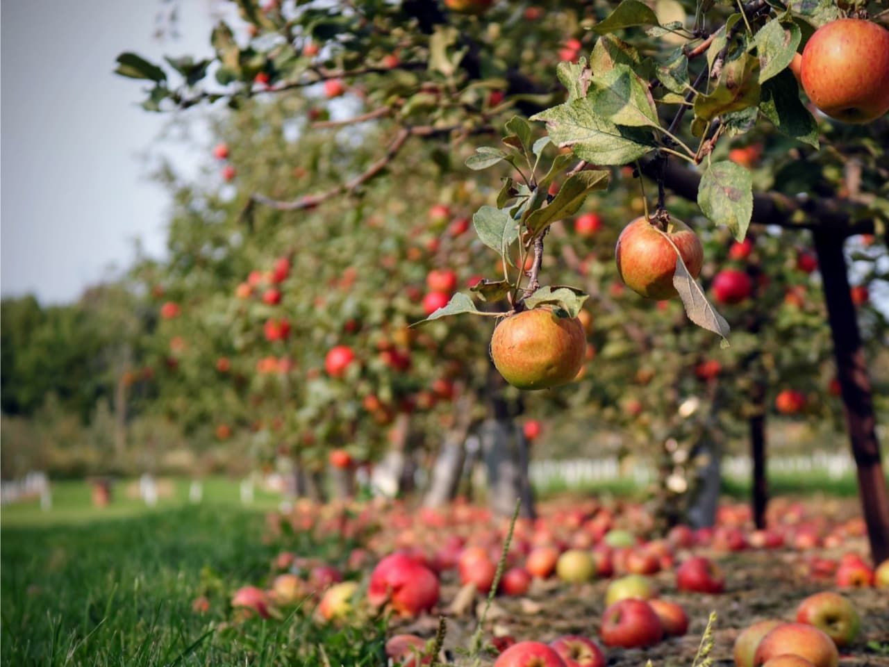 Feature image for Green Orchard Farm